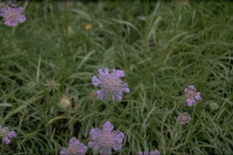 https://cdn.zilvercms.nl/http://yarinde.zilvercdn.nl/Duifkruid - Scabiosa graminifolia