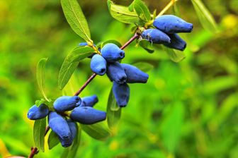 https://cdn.zilvercms.nl/http://yarinde.zilvercdn.nl/ Honingbes - Lonicera caerulea