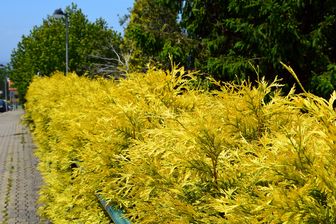 https://cdn.zilvercms.nl/http://yarinde.zilvercdn.nl/ Thuja-Yellow-Ribbon.jpg