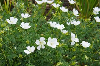 https://cdn.zilvercms.nl/http://yarinde.zilvercdn.nl/ ooievaarsbek-Geranium-sanguineum-Album.jpg