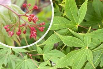 https://cdn.zilvercms.nl/http://yarinde.zilvercdn.nl/Japanse Esdoorn - Acer palmatum 'Osakazuki' - Bladvorm en bloei