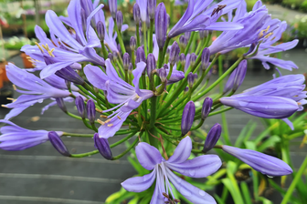 https://cdn.zilvercms.nl/http://yarinde.zilvercdn.nl/Afrikaanse lelie Agapanthus 'Donau'