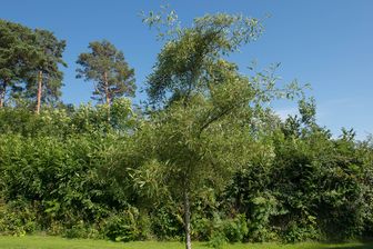 https://cdn.zilvercms.nl/http://yarinde.zilvercdn.nl/Zwarte Erle - Alnus glutinosa 'Imperialis'