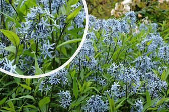 https://cdn.zilvercms.nl/http://yarinde.zilvercdn.nl/Blauwe ster - Amsonia orientalis (Rhazya orientalis)