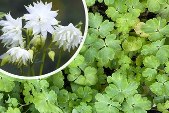 https://cdn.zilvercms.nl/http://yarinde.zilvercdn.nl/Akelei - Aquilegia vulgaris 'White Barlow' in bloei