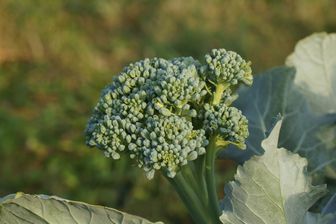 https://cdn.zilvercms.nl/http://yarinde.zilvercdn.nl/Aspergebroccoli - Brassica oleracea italica