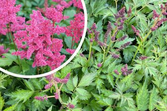 https://cdn.zilvercms.nl/http://yarinde.zilvercdn.nl/Pluimspirea - Astilbe 'Mainz' (Spirea)