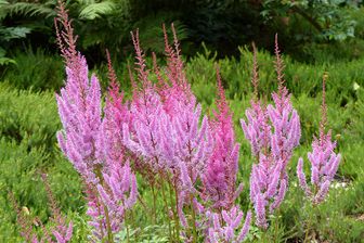 https://cdn.zilvercms.nl/http://yarinde.zilvercdn.nl/Pluimspirea - Astilbe chinensis