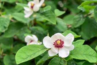 https://cdn.zilvercms.nl/http://yarinde.zilvercdn.nl/Beverboom - Magnolia sieboldii in bloei