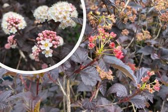 https://cdn.zilvercms.nl/http://yarinde.zilvercdn.nl/Blaasspirea - Physocarpus opulifolius 'Diabolo'