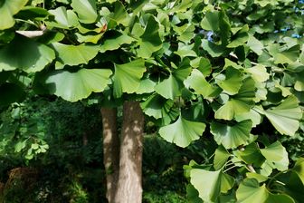 https://cdn.zilvercms.nl/http://yarinde.zilvercdn.nl/Blad Japanse notenboom - Ginkgo biloba