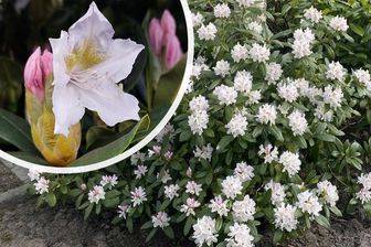https://cdn.zilvercms.nl/http://yarinde.zilvercdn.nl/Groenblijvende Strauch - Rhododendron 'Cunningham's White
