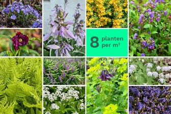 https://cdn.zilvercms.nl/http://yarinde.zilvercdn.nl/Borderpakket Fantasie Schaduw - 8 vaste planten