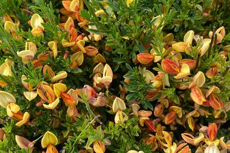 https://cdn.zilvercms.nl/http://yarinde.zilvercdn.nl/Brem - Cytisus 'Apricot gem'