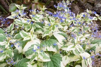 https://cdn.zilvercms.nl/http://yarinde.zilvercdn.nl/Kaukasische vergeet mij niet - Brunnera macrophylla 'Dawson's White'