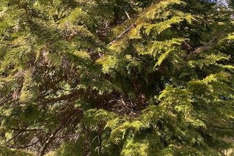 https://cdn.zilvercms.nl/http://yarinde.zilvercdn.nl/Californische cipres Chamaecyparis lawsoniana 'Maas'