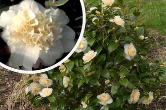 https://cdn.zilvercms.nl/http://yarinde.zilvercdn.nl/Struik Camellia japonica 'Brushfield's Yellow'
