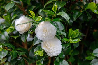https://cdn.zilvercms.nl/http://yarinde.zilvercdn.nl/Camelia - Camellia japonica 'Powder puff'