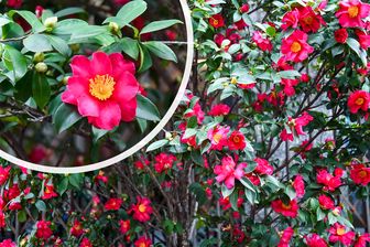 https://cdn.zilvercms.nl/http://yarinde.zilvercdn.nl/Camelia - Camellia sasanqua bloei