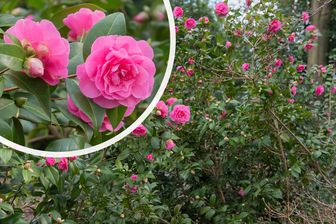 https://cdn.zilvercms.nl/http://yarinde.zilvercdn.nl/Bloei Camelia - Camellia x williamsii 'Debbie'