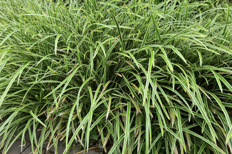 https://cdn.zilvercms.nl/http://yarinde.zilvercdn.nl/Zegge - Carex morrowii 'Variegata'