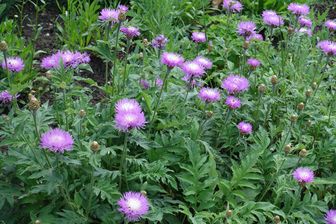 https://cdn.zilvercms.nl/http://yarinde.zilvercdn.nl/Centaurea dealbata tuinplanten kopen