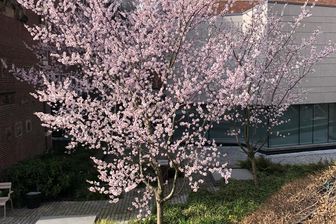 https://cdn.zilvercms.nl/http://yarinde.zilvercdn.nl/Cheal's treurkers - Prunus serrulata 'Kiku-shidare-zakura'