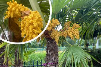 https://cdn.zilvercms.nl/http://yarinde.zilvercdn.nl/Chinese Palmboom - Trachycarpus fortunei