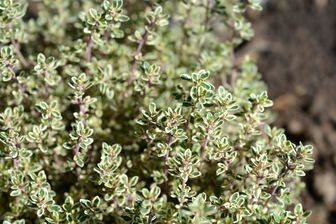 https://cdn.zilvercms.nl/http://yarinde.zilvercdn.nl/Citroentijm - Thymus x citriodorus 'Silver Queen' keukenkruid