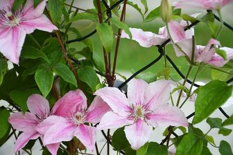 https://cdn.zilvercms.nl/http://yarinde.zilvercdn.nl/Clematis 'Pink Fantasy'