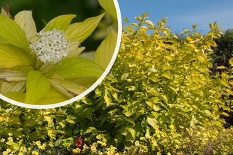 https://cdn.zilvercms.nl/http://yarinde.zilvercdn.nl/Witte kornoelje - Cornus alba 'Aurea'