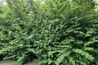 https://cdn.zilvercms.nl/http://yarinde.zilvercdn.nl/Corylus avellana - Gewone hazelnoot struik