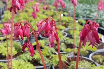 https://cdn.zilvercms.nl/http://yarinde.zilvercdn.nl/Gebroken hartje - Dicentra formosa 'Luxuriant'