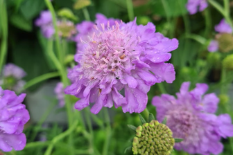 https://cdn.zilvercms.nl/http://yarinde.zilvercdn.nl/Duifkruid scabiosa bloeifoto