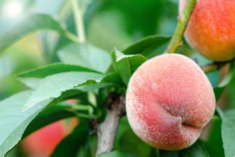 https://cdn.zilvercms.nl/http://yarinde.zilvercdn.nl/Dwergperzik - Prunus Persica 'Pink Peachy'