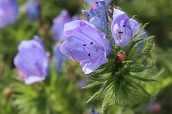 https://cdn.zilvercms.nl/http://yarinde.zilvercdn.nl/Slangenkruid - Echium vulgare 'Blue Bedder' bloei