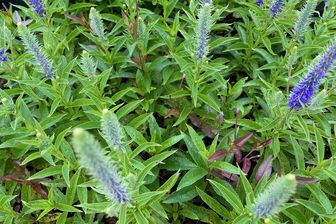 https://cdn.zilvercms.nl/http://yarinde.zilvercdn.nl/Ereprijs - Veronica spicata 'Ulster Dwarf Blue'