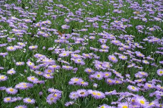 https://cdn.zilvercms.nl/http://yarinde.zilvercdn.nl/Fijnstraal - Erigeron karvinskianus 'Lavender Lady'