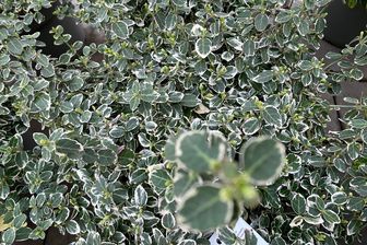 https://cdn.zilvercms.nl/http://yarinde.zilvercdn.nl/Heester Euonymus fortunei 'Emerald Gaiety'