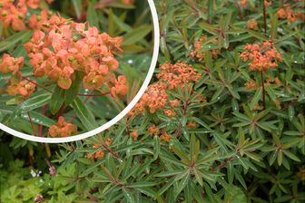 https://cdn.zilvercms.nl/http://yarinde.zilvercdn.nl/Euphorbia griffithii 'Fireglow' in bloei