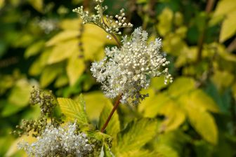 https://cdn.zilvercms.nl/http://yarinde.zilvercdn.nl/Moerasspirea - Filipendula ulmaria 'Aurea' in bloei