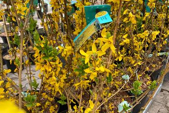 https://cdn.zilvercms.nl/http://yarinde.zilvercdn.nl/Chinees klokje - Forsythia intermedia 'Goldrausch'