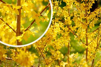 https://cdn.zilvercms.nl/http://yarinde.zilvercdn.nl/Chinees klokje - Forsythia x intermedia 'Lynwood' in bloei