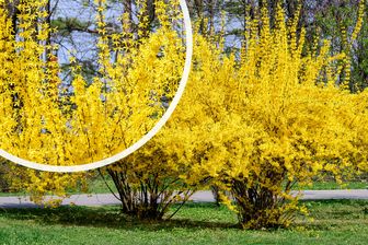 https://cdn.zilvercms.nl/http://yarinde.zilvercdn.nl/Chinees klokje Forsythia x intermedia 'Spectabilis' met detail