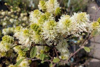 https://cdn.zilvercms.nl/http://yarinde.zilvercdn.nl/Lamperpoetserstruik - Fothergilla major in bloei