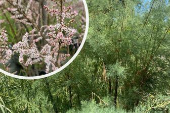 https://cdn.zilvercms.nl/http://yarinde.zilvercdn.nl/Franse tamarisk - Tamarix gallica bloei