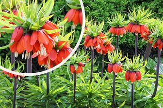 https://cdn.zilvercms.nl/http://yarinde.zilvercdn.nl/Keizerskroon - Fritillaria imperialis 'Rubra'