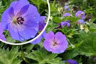 https://cdn.zilvercms.nl/http://yarinde.zilvercdn.nl/Ooievaarsbek - Geranium 'Johnson's Blue'