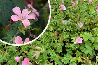 https://cdn.zilvercms.nl/http://yarinde.zilvercdn.nl/Bloei Ooievaarsbek - Geranium endressii