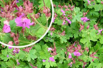 https://cdn.zilvercms.nl/http://yarinde.zilvercdn.nl/ Ooievaarsbek - Geranium macrorrhizum 'Czakor' in bloei